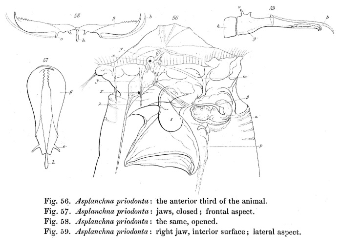Asplanchna priodonta Asplanchna priodonta