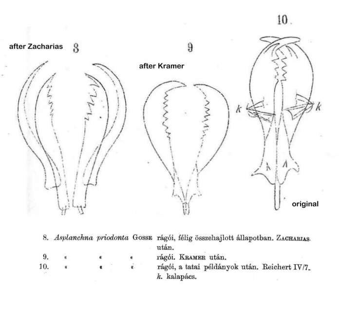 Asplanchna priodonta Asplanchna priodonta