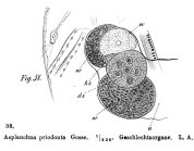 Asplanchna priodonta
