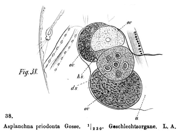 Asplanchna priodonta Asplanchna priodonta