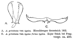 Asplanchna priodonta