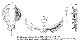 Asplanchna priodonta