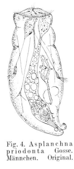 Asplanchna priodonta
