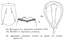 Asplanchna priodonta