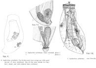 Asplanchna priodonta