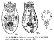 Asplanchna priodonta