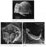 Asplanchna priodonta