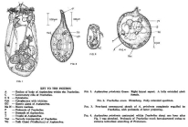Asplanchna priodonta