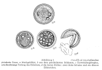 Asplanchna priodonta