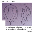 Asplanchna priodonta