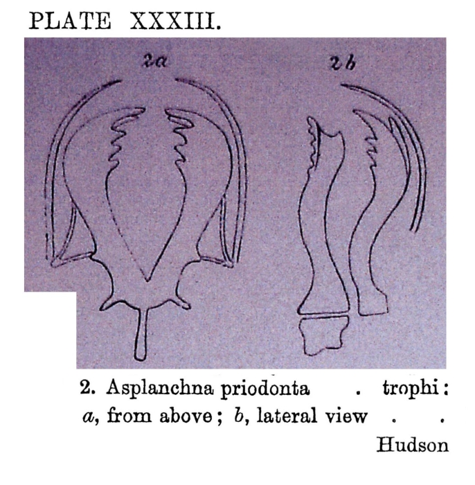 Asplanchna priodonta Asplanchna priodonta