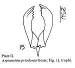 Asplanchna priodonta
