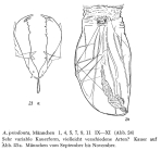 Asplanchna priodonta