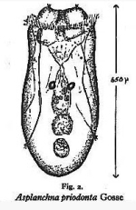 Asplanchna priodonta