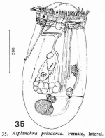 Asplanchna priodonta