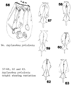 Asplanchna priodonta