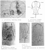 Asplanchna priodonta