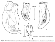 Asplanchna priodonta
