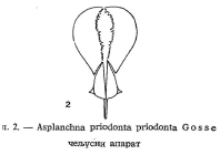 Asplanchna priodonta