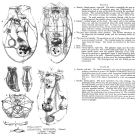 Asplanchna priodonta