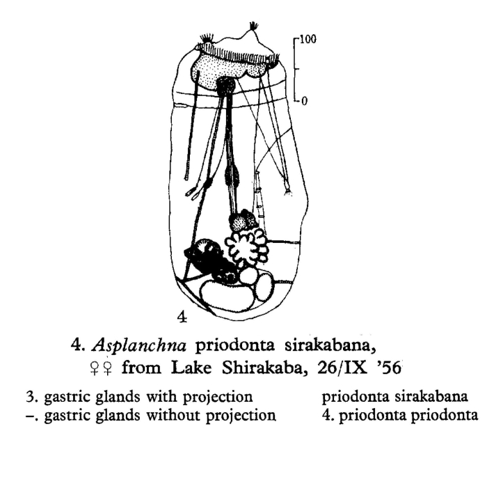 Asplanchna priodonta sirakabana - Original description image