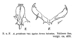 Asplanchna priodonta var. helvetica