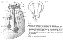 Asplanchna priodonta var. helvetica - Original description image