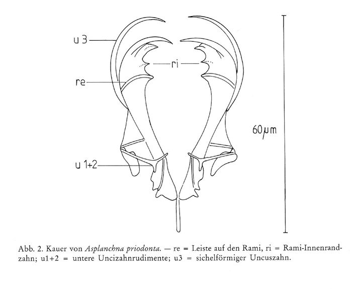 Asplanchna priodonta var. henrietta
