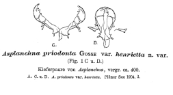 Asplanchna priodonta var. henrietta - Original description image