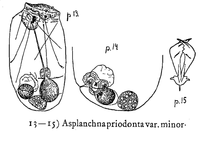 Asplanchna priodonta var. minor - Original description image