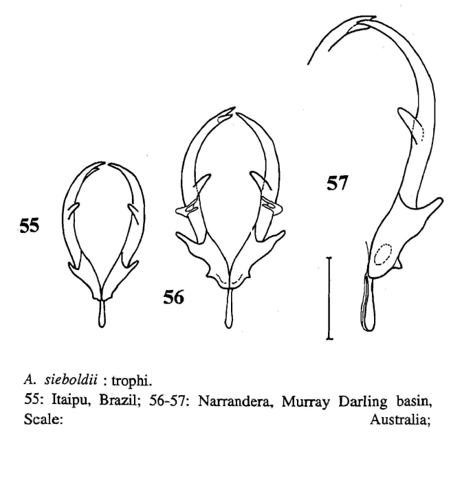 Asplanchna sieboldii