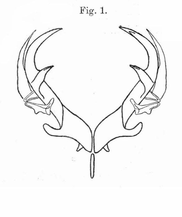 Asplanchna sieboldii