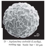 Asplanchna sieboldii