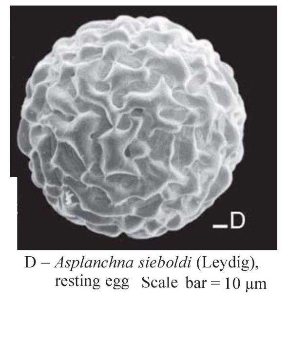 Asplanchna sieboldii