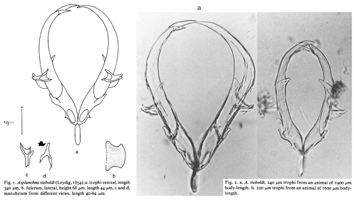 Asplanchna sieboldii