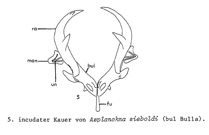 Asplanchna sieboldii