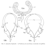 Asplanchna sieboldii