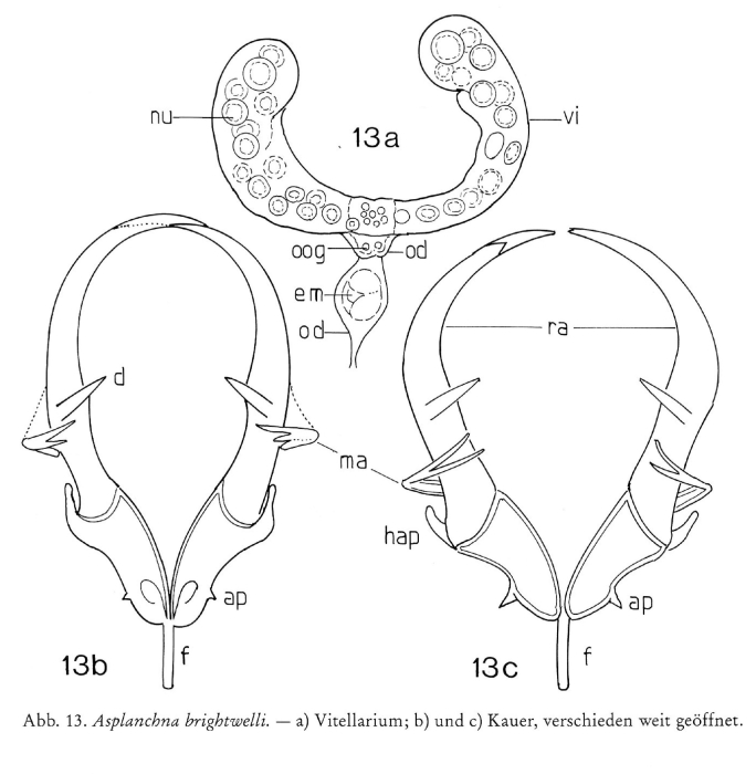 Asplanchna sieboldii