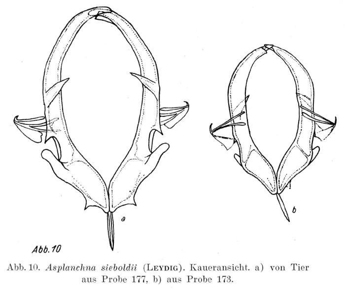 Asplanchna sieboldii