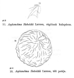 Asplanchna sieboldii