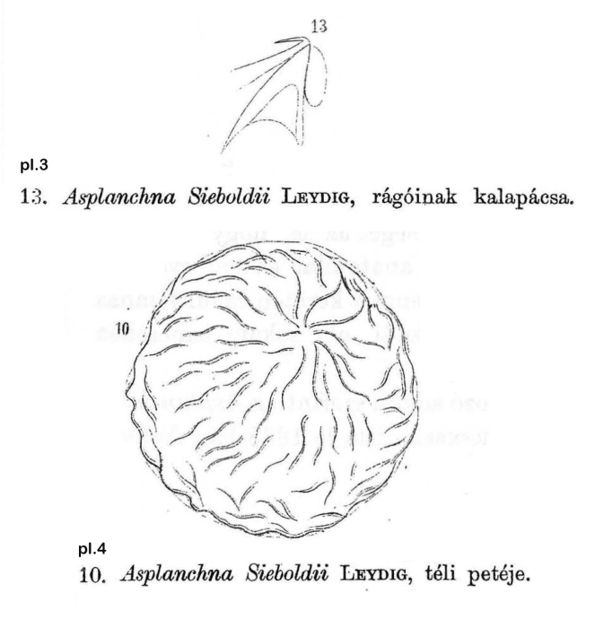 Asplanchna sieboldii