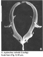 Asplanchna sieboldii