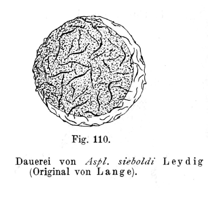 Asplanchna sieboldii
