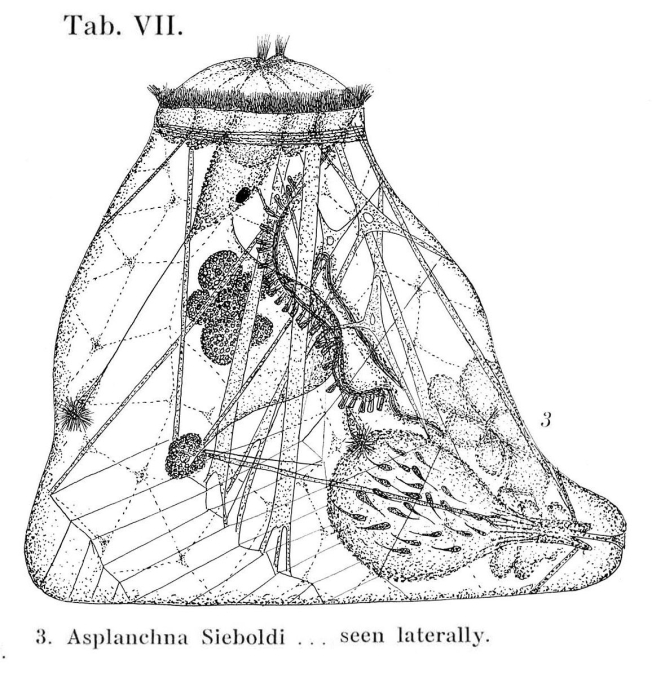 Asplanchna sieboldii
