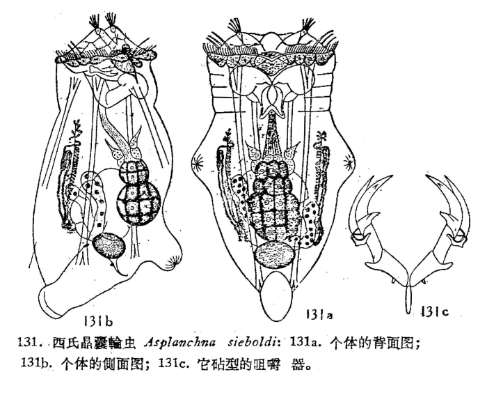 Asplanchna sieboldii
