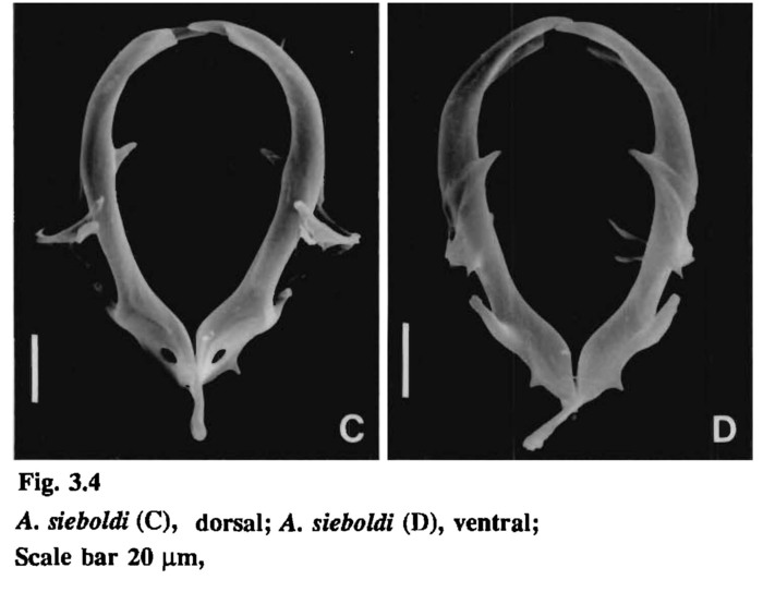 Asplanchna sieboldii