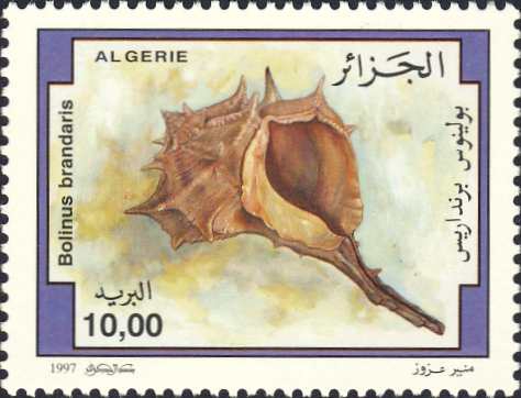 Bolinus brandaris Bolinus brandaris