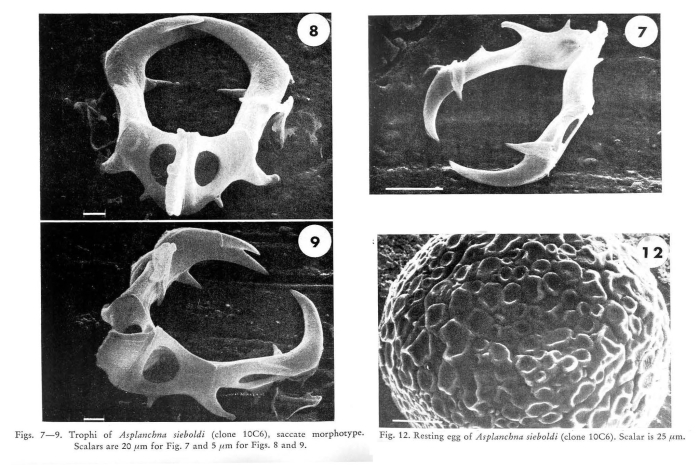 Asplanchna sieboldii