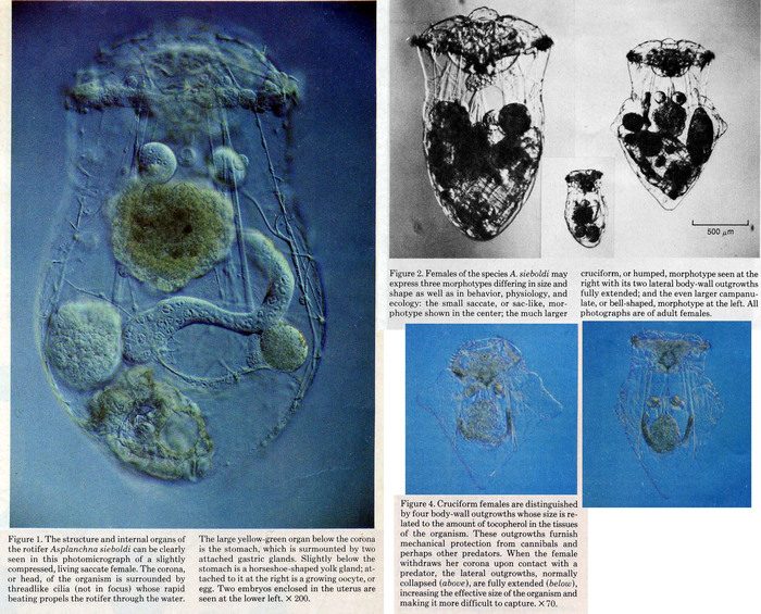 Asplanchna sieboldii