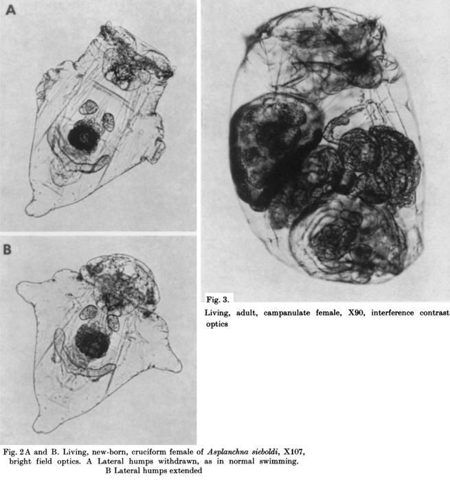 Asplanchna sieboldii